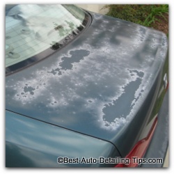 clear coat failure honda accord clear coat failure honda accord