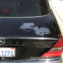 mercedes clear coat failure